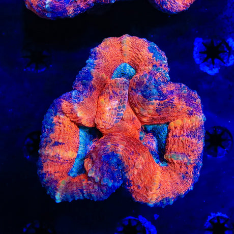 Ultra Lobophyllia Coral