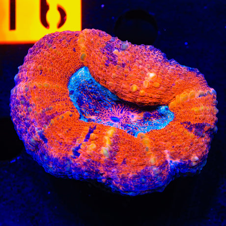 Ultra Lobophyllia Coral