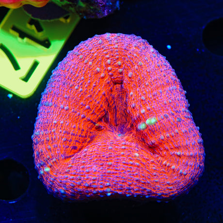 Ultra Lobophyllia Coral