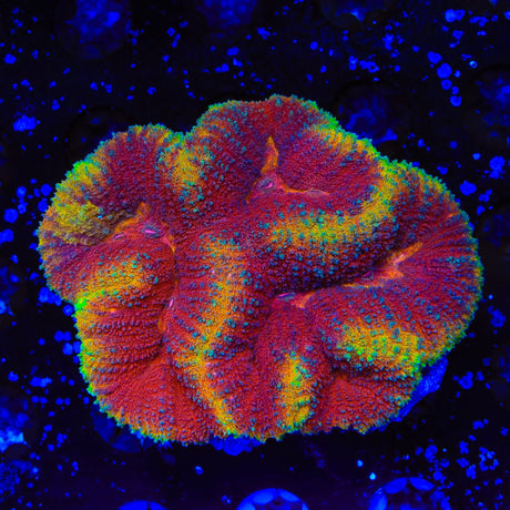Ultra Lobophyllia Coral