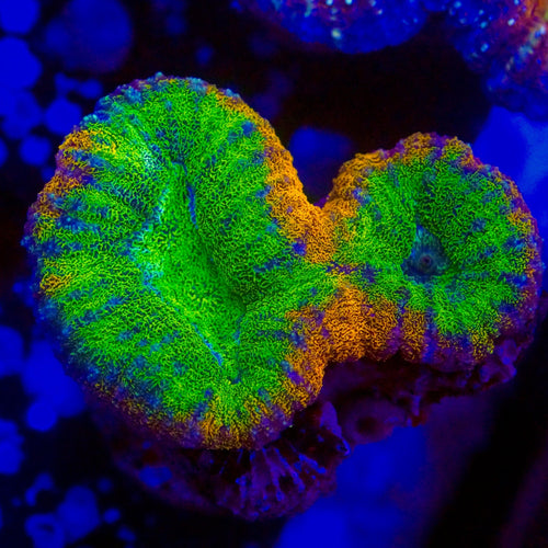Ultra Lobophyllia Coral