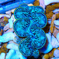 Ultra Maxima Clam 1.75 - 2.5"
