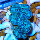 Ultra Maxima Clam 1.75 - 2.5"