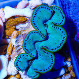 Ultra Maxima Clam 1.75 - 2.5"