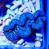 Ultra Maxima Clam 1.75 - 2.5"