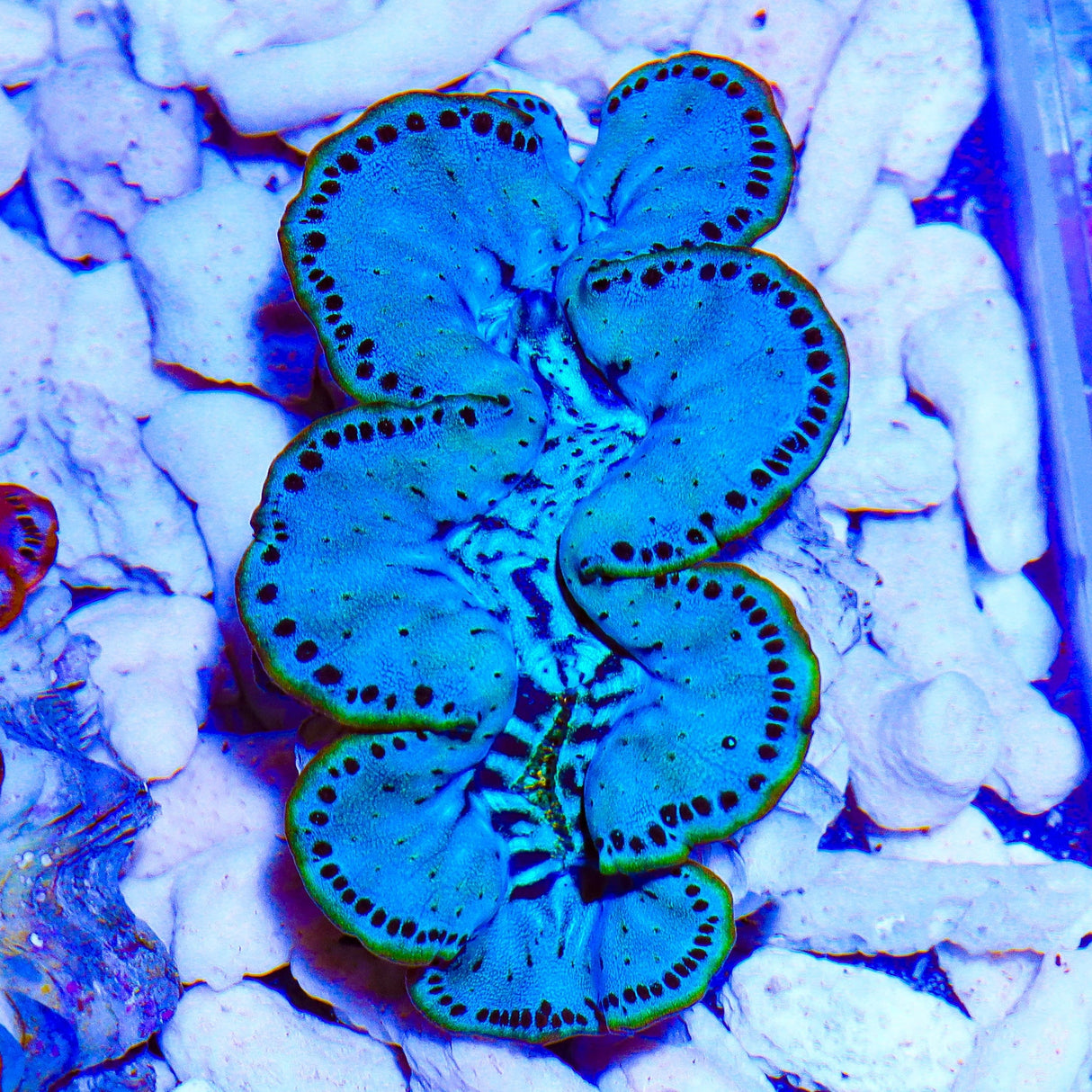 Ultra Maxima Clam 1.75 - 2.5"