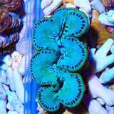 Ultra Maxima Clam 1.75 - 2.5"