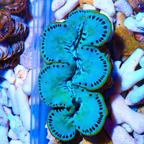 Ultra Maxima Clam 1.75 - 2.5"