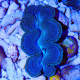 Ultra Maxima Clam 1.75 - 2.5"