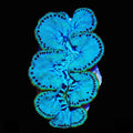 Ultra Maxima Clam 1.75 - 2.5"