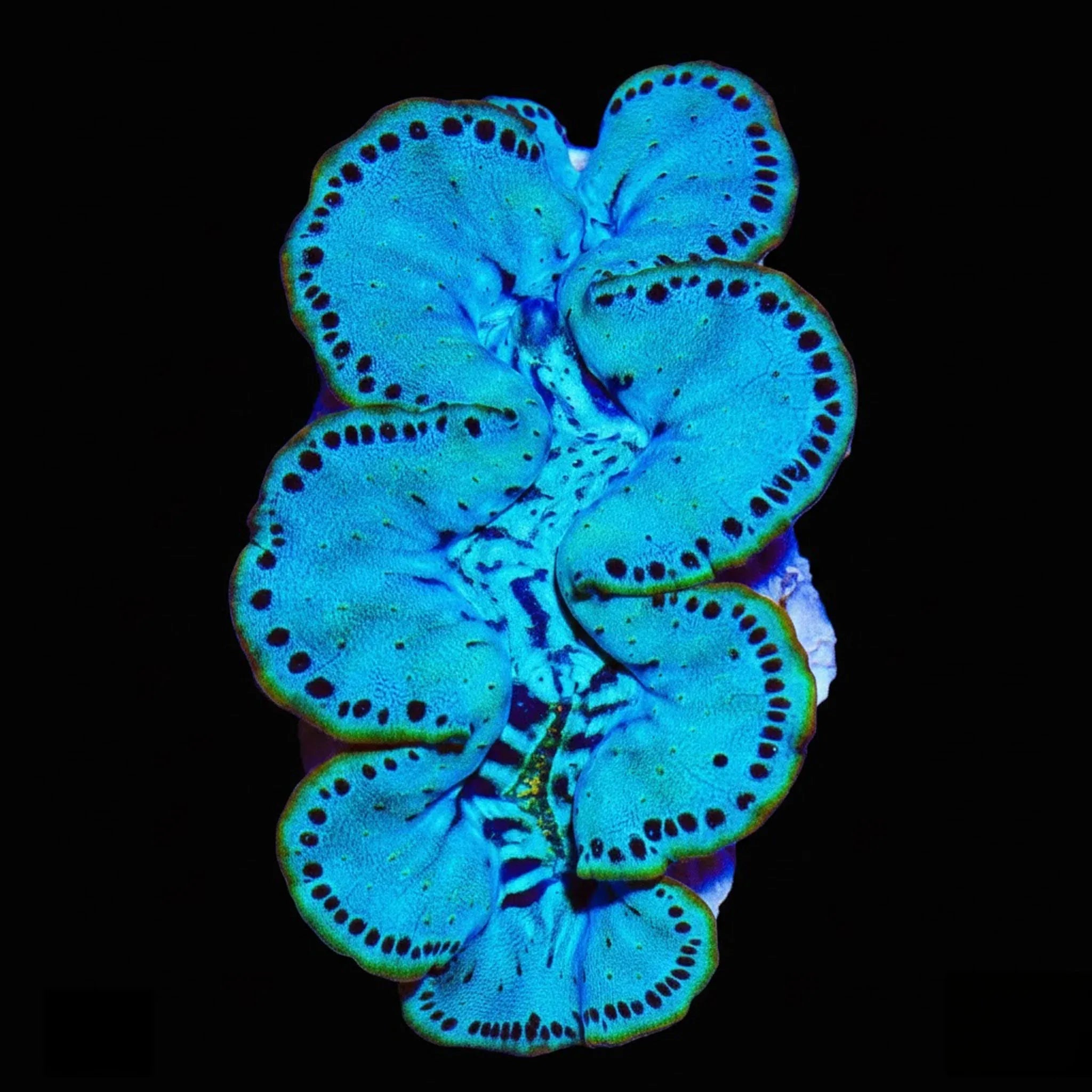 Ultra Maxima Clam 1.75 - 2.5"