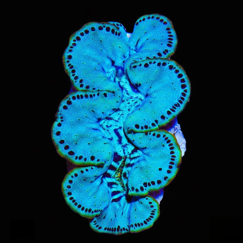 Ultra Maxima Clam 1.75 - 2.5"