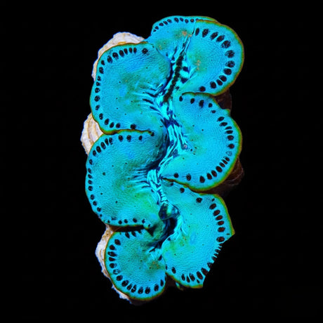 Ultra Maxima Clam 1.75 - 2.5"