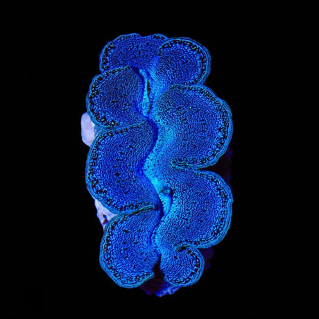 Ultra Maxima Clam 1.75 - 2.5"