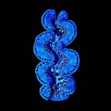 Ultra Maxima Clam 1.75 - 2.5"