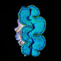 Ultra Maxima Clam 1.75 - 2.5"