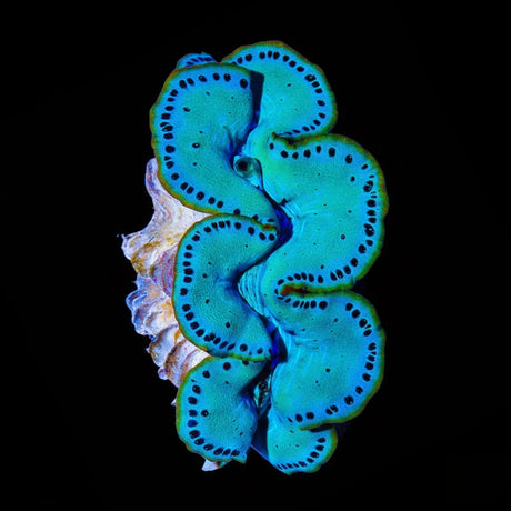 Ultra Maxima Clam 1.75 - 2.5"