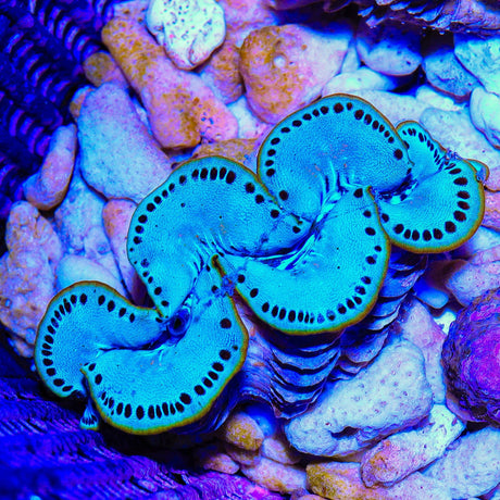 Ultra Maxima Clam