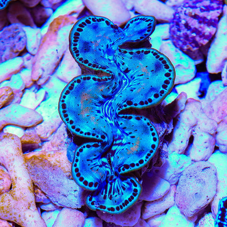Ultra Maxima Clam