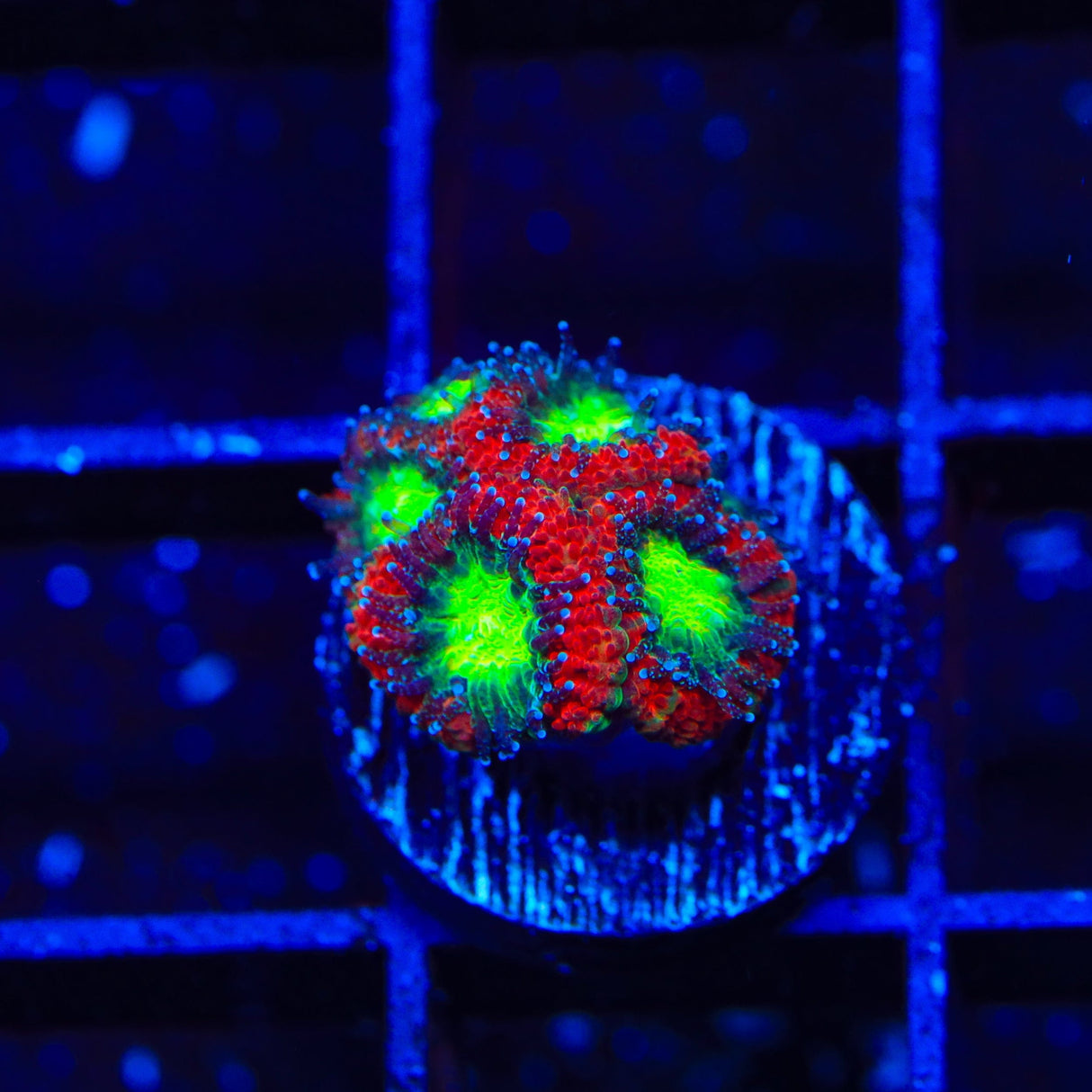 Ultra Micromussa Acan Coral