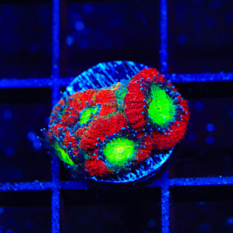 Ultra Micromussa Acan Coral