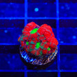 Ultra Micromussa Acan Coral