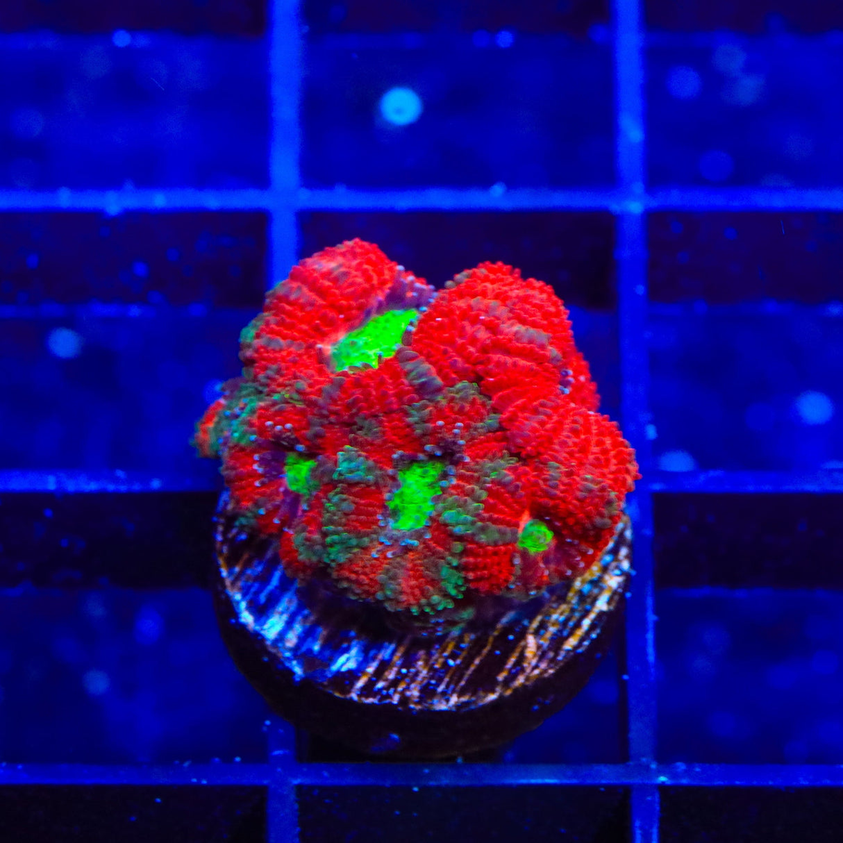 Ultra Micromussa Acan Coral