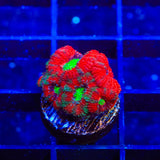 Ultra Micromussa Acan Coral