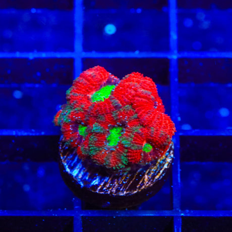 Ultra Micromussa Acan Coral