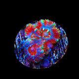 Ultra Micromussa Acan Coral