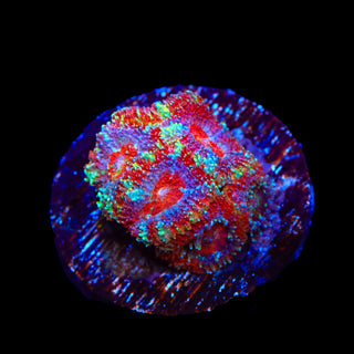 TSA Uncle Sam Micromussa Acan Coral