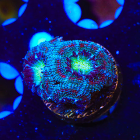 Ultra Micromussa Acan Coral
