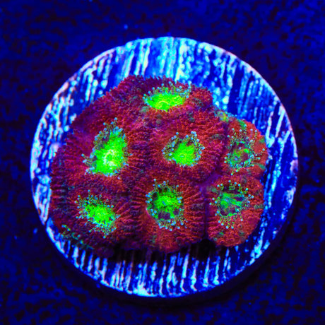 Ultra Micromussa Acan Coral