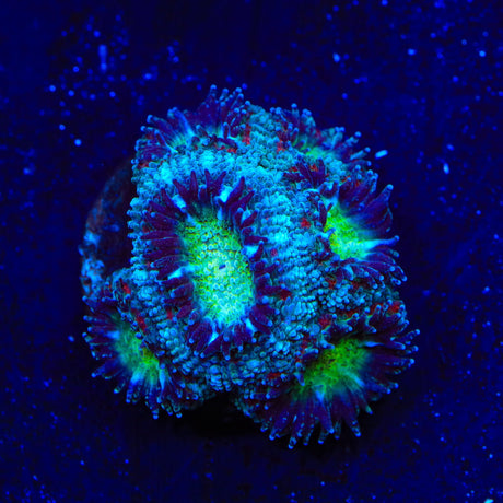 Ultra Micromussa Acan Coral