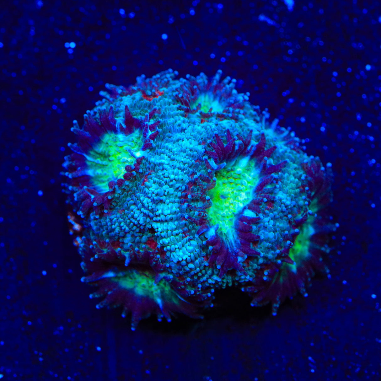 Ultra Micromussa Acan Coral