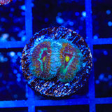 Ultra Micromussa Coral