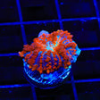 Ultra Mushroom Coral