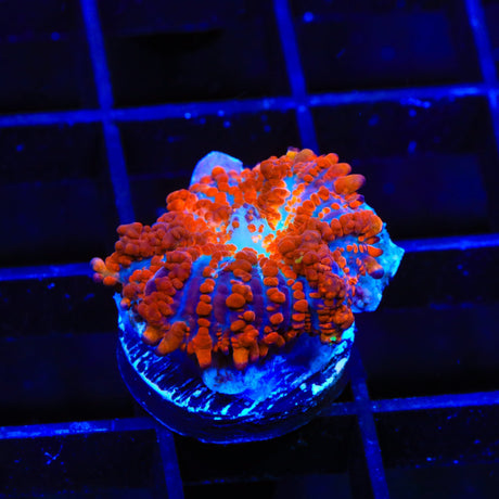 Ultra Mushroom Coral