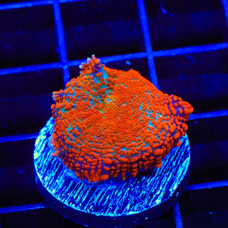 Ultra Mushroom Coral