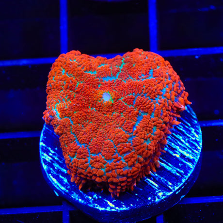 Ultra Mushroom Coral