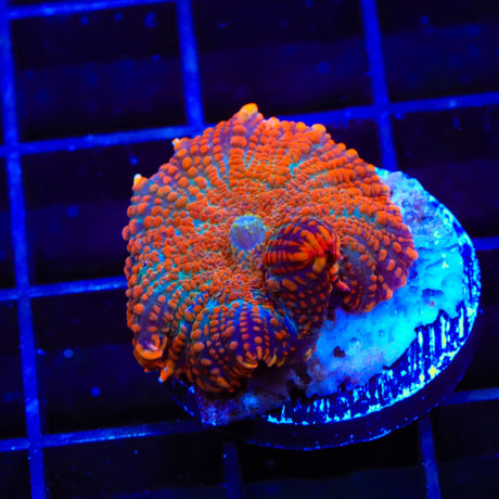 Ultra Mushroom Coral
