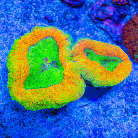 Ultra Neon Glow Lobophyllia