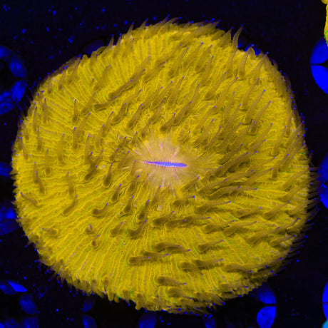 Ultra Orange Fungia Plate Coral