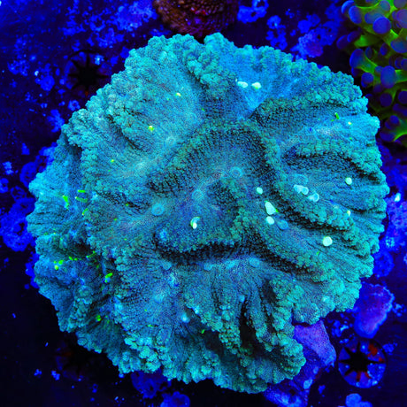 Ultra Oulophyllia Coral