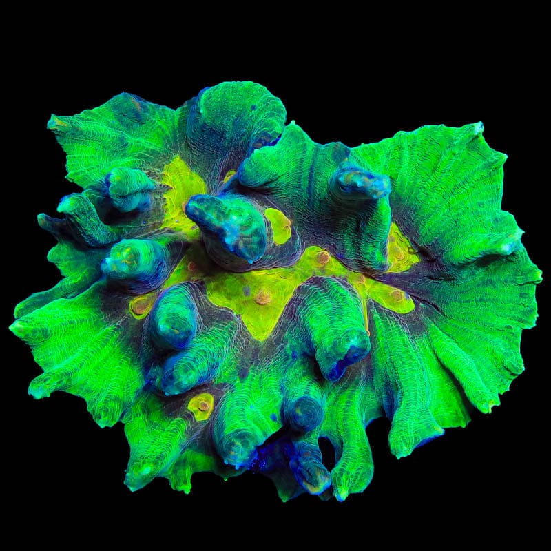 Ultra Pectinia Colony 4" Coral