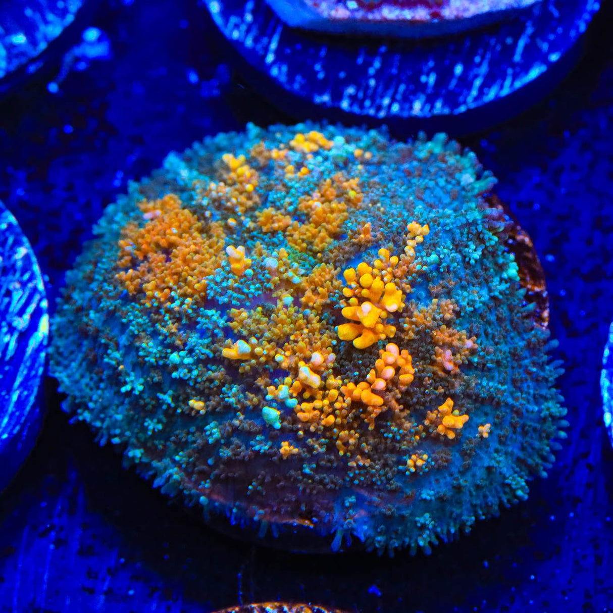 Ultra Persian Rug Mushroom Coral