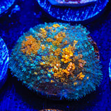 Ultra Persian Rug Mushroom Coral