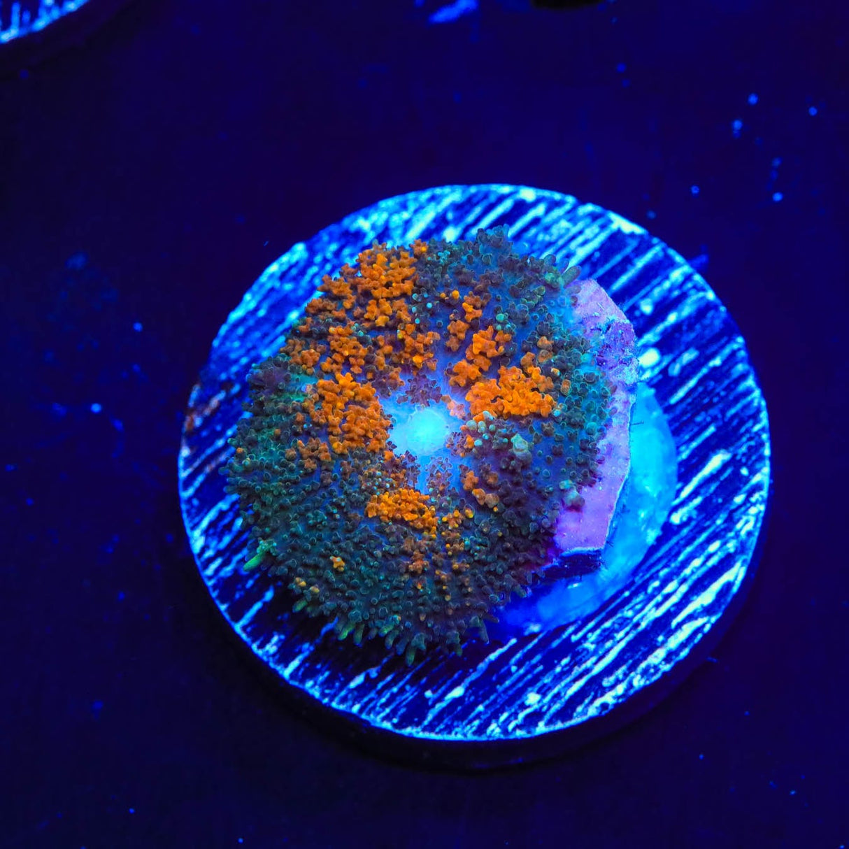 Ultra Persian Rug Mushroom Coral