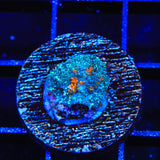 Ultra Persian Rug Mushroom Coral