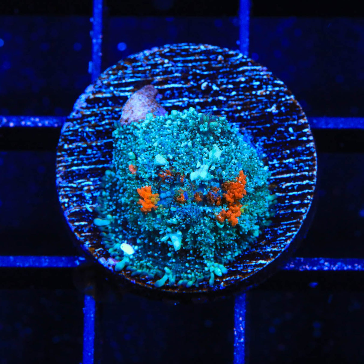 Ultra Persian Rug Mushroom Coral